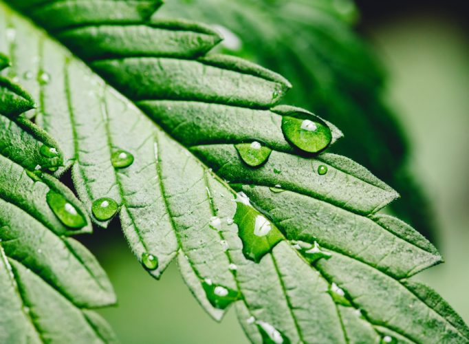 Closeup,Drop,Water,On,Cannabis,Leaves,Or,Marijuana,Of,Plant